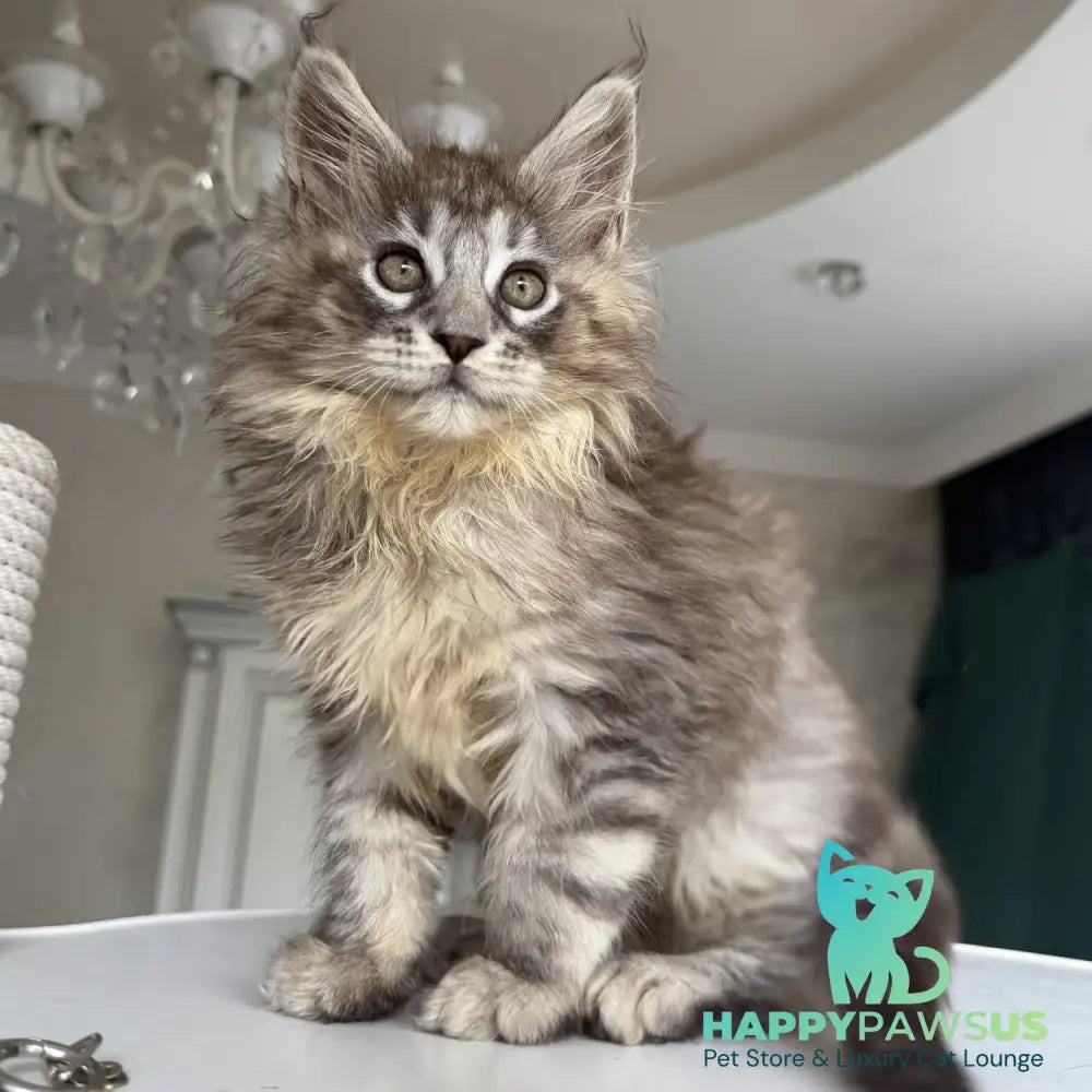 Elit Maine Coon male black silver tabby - live animals