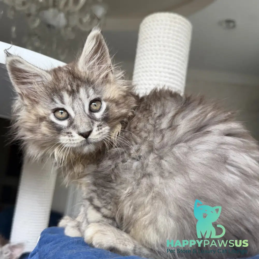 Elit Maine Coon male black silver tabby - live animals