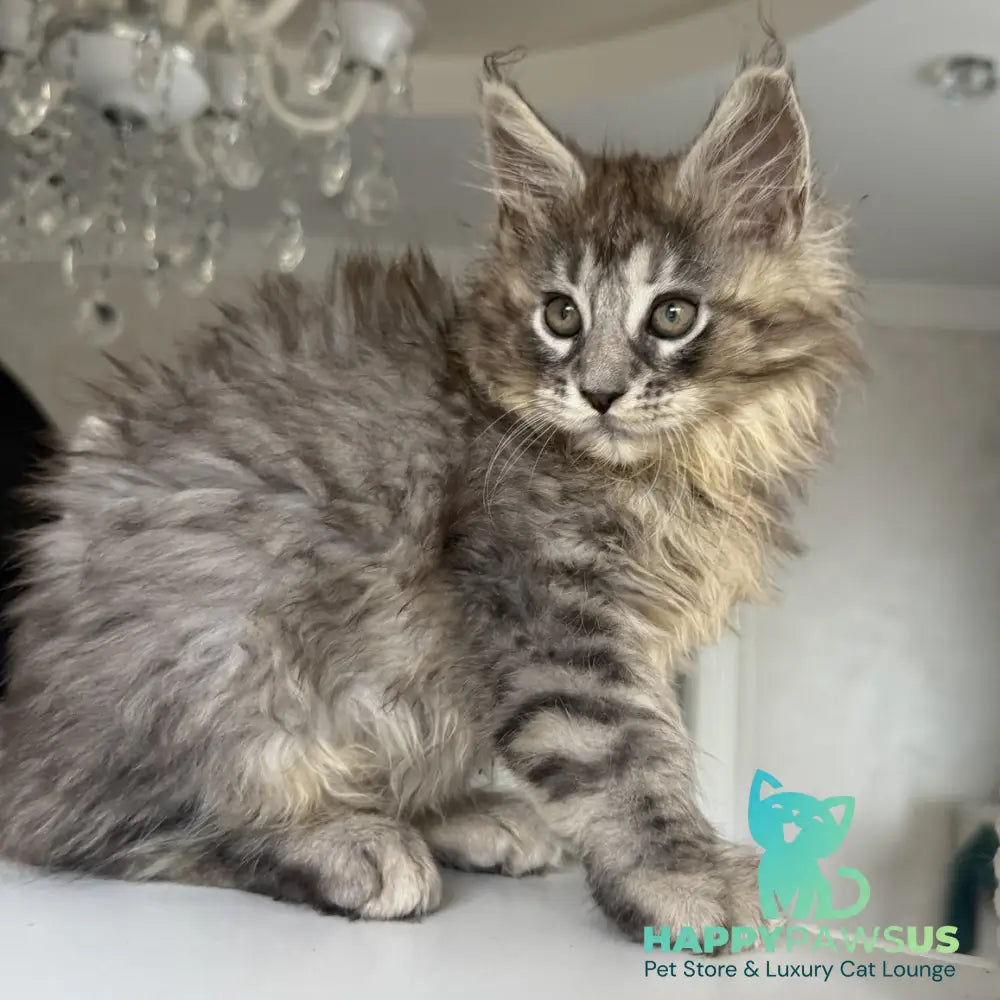 Elit Maine Coon male black silver tabby - live animals