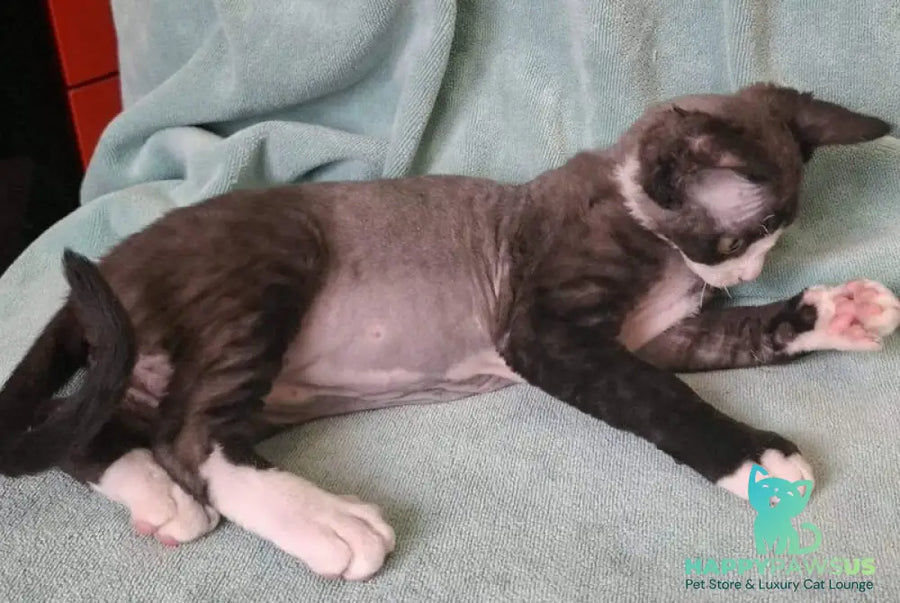 Eliza Devon Rex female black bicolour - live animals