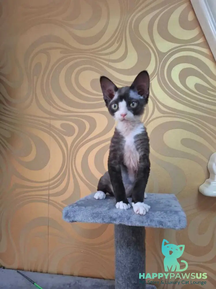 Eliza Devon Rex female black bicolour - live animals