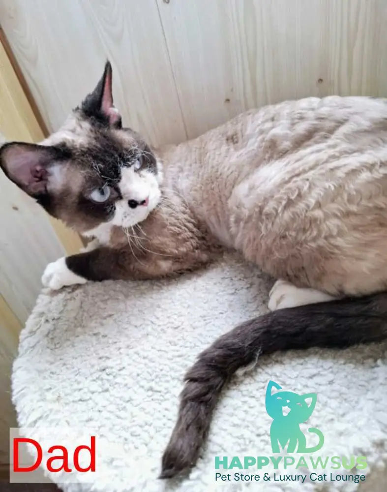 Eliza Devon Rex female black bicolour - live animals
