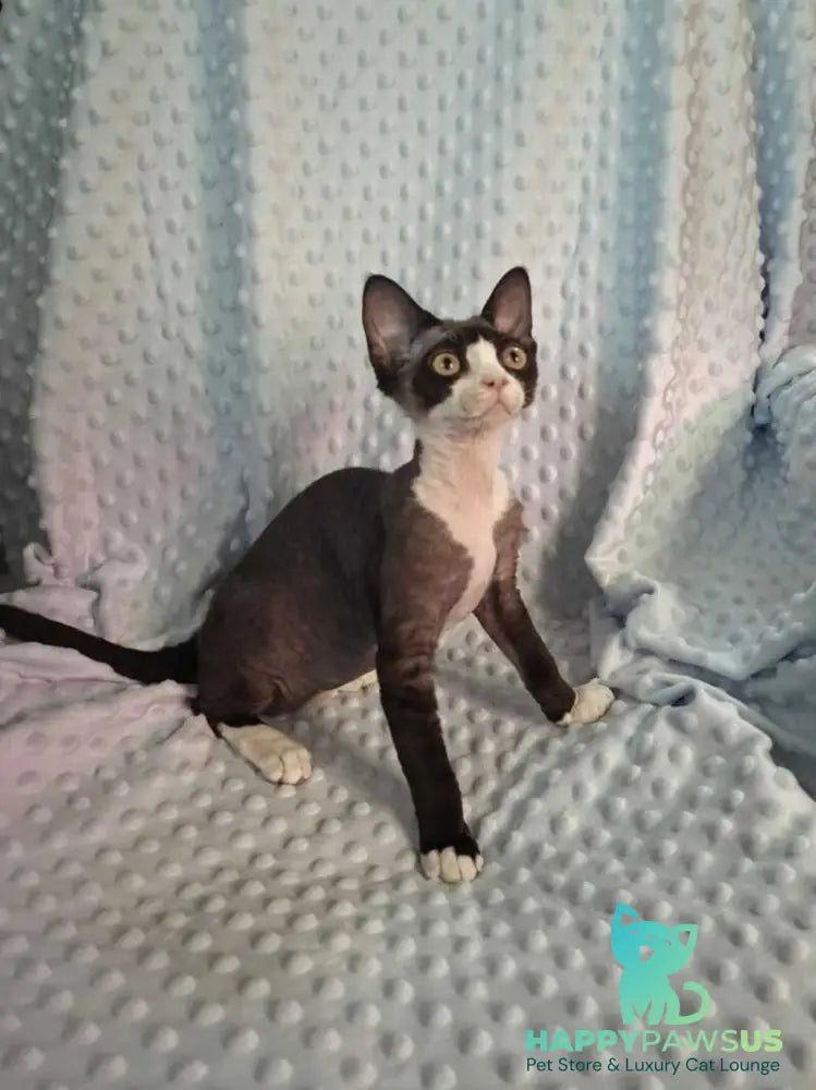Eliza Devon Rex female black bicolour - live animals