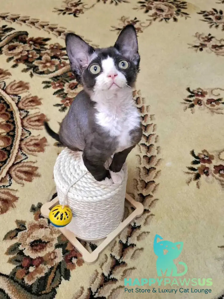 Eliza Devon Rex female black bicolour - live animals