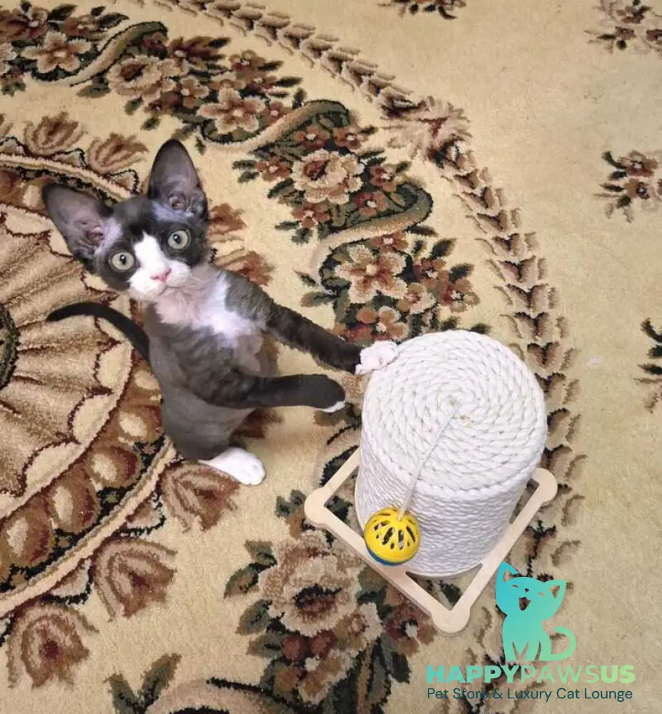Eliza Devon Rex female black bicolour - live animals