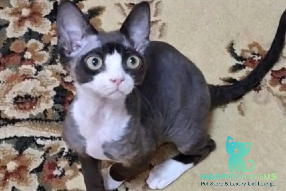 Eliza Devon Rex female black bicolour - live animals