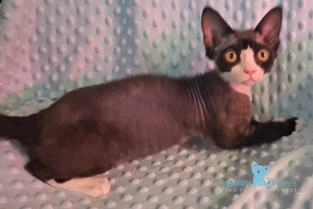 Eliza Devon Rex female black bicolour - live animals