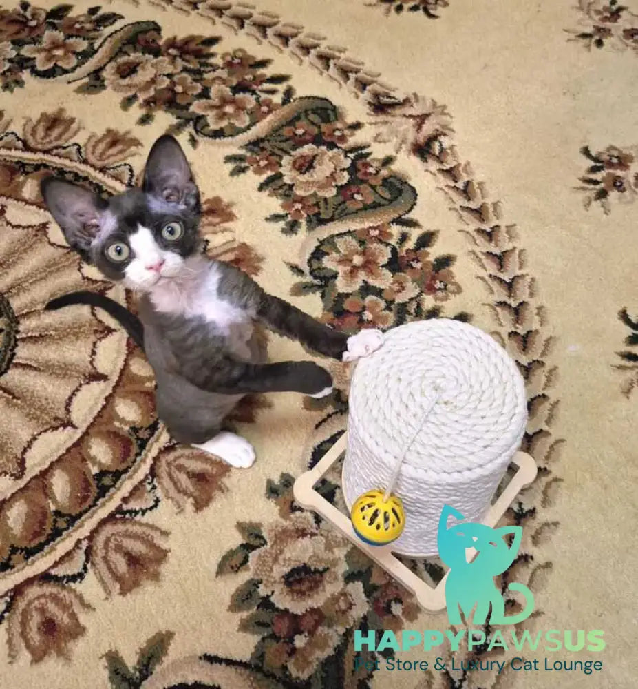 Eliza Devon Rex female black bicolour - live animals