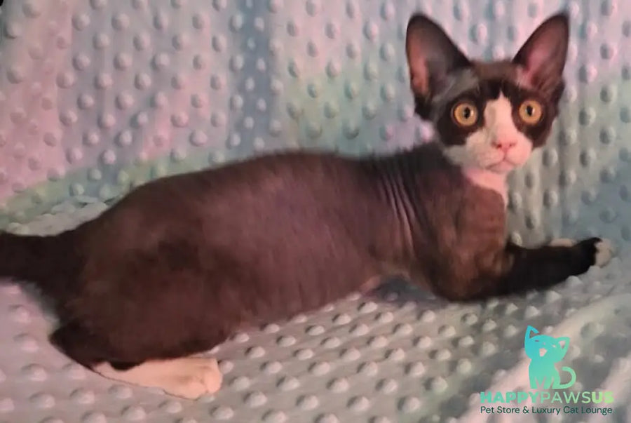 Eliza Devon Rex female black bicolour - live animals