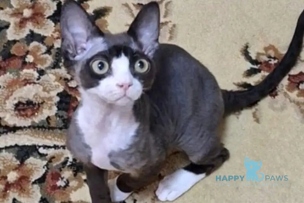 Eliza Devon Rex female black bicolour - live animals