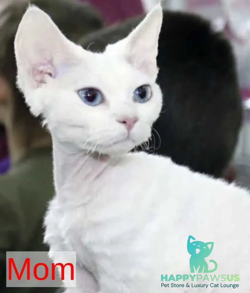 Eliza Devon Rex female black bicolour - live animals