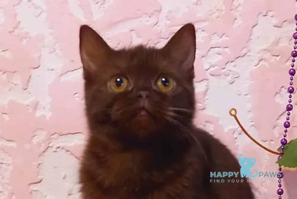 Eliza Scottish Straight female chocolate live animals