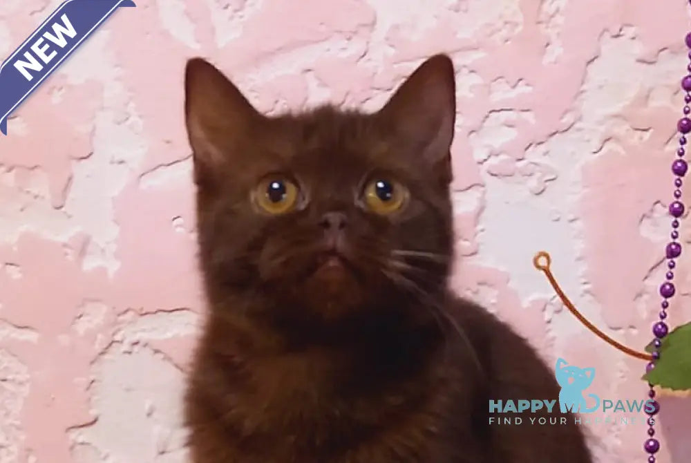 Eliza Scottish Straight female chocolate live animals