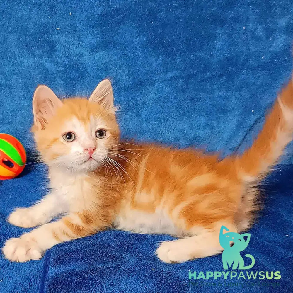 Elizabet Siberian female red tabby with white - live animals