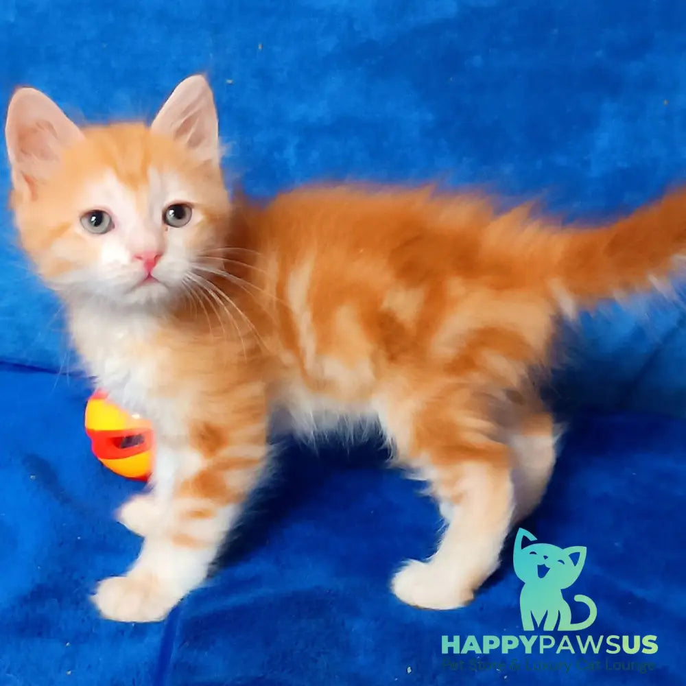 Elizabet Siberian female red tabby with white - live animals