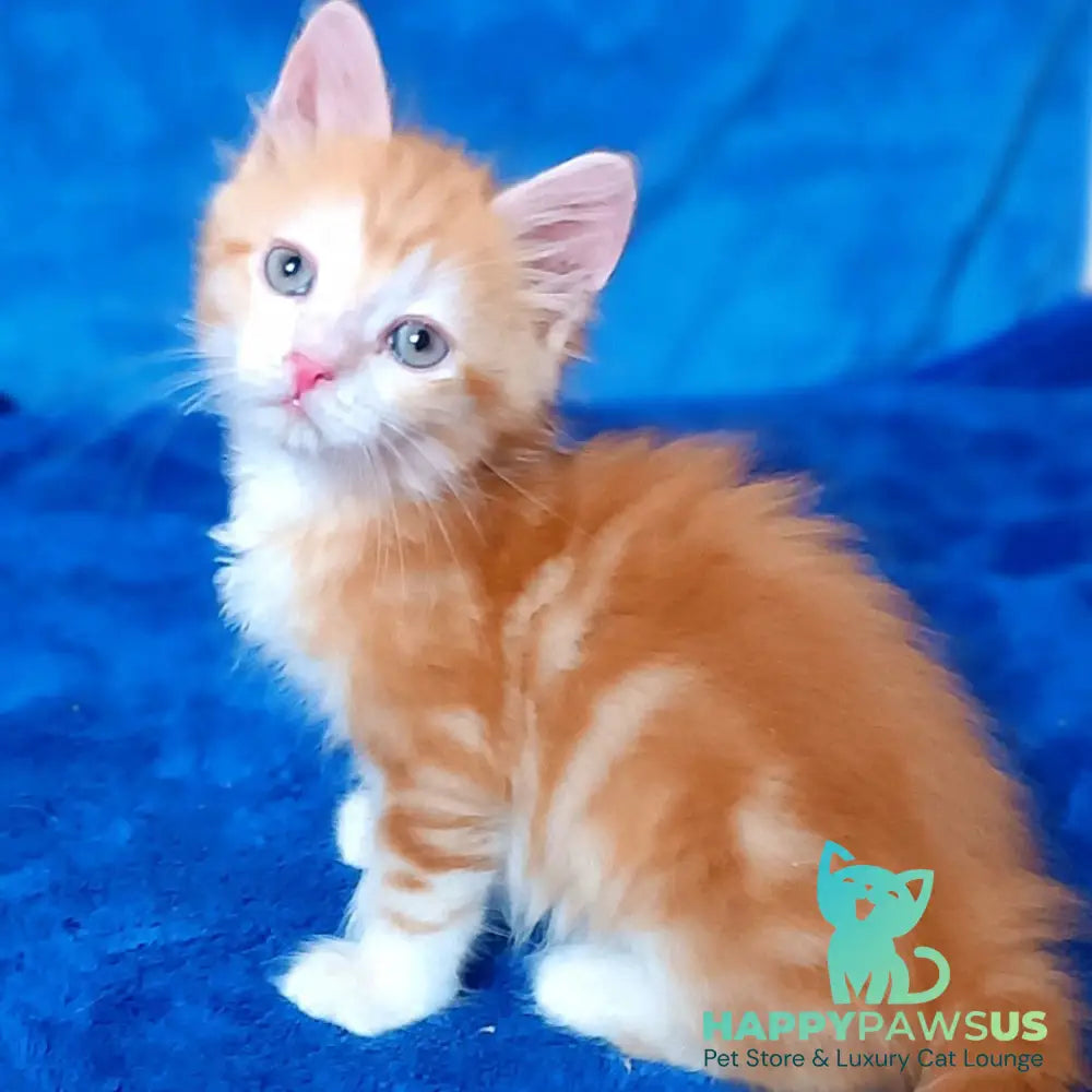 Elizabet Siberian female red tabby with white - live animals