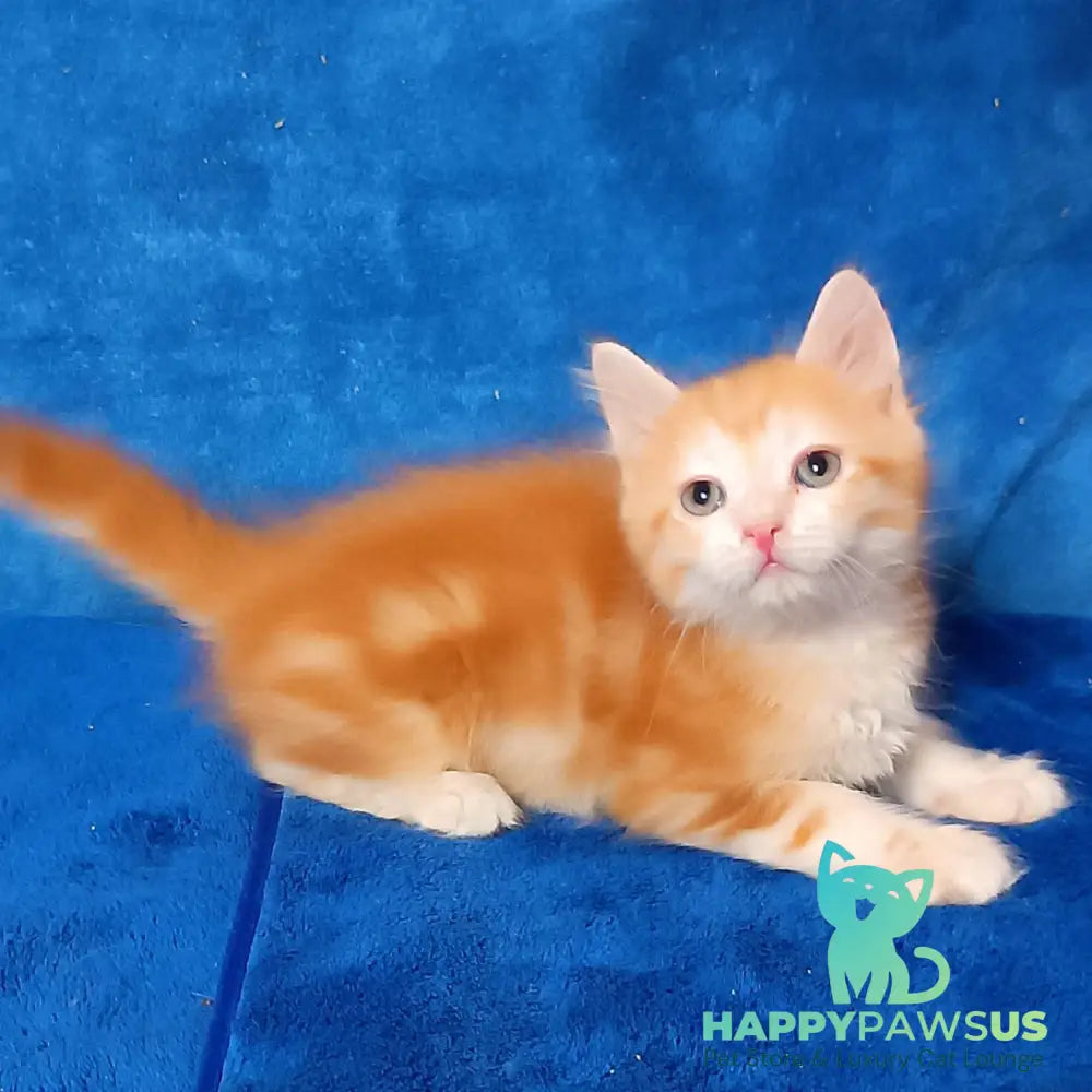 Elizabet Siberian female red tabby with white - live animals