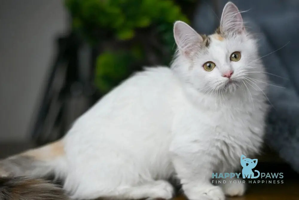 Elizabeth Munchkin female chocolate tabby bicolour live animals