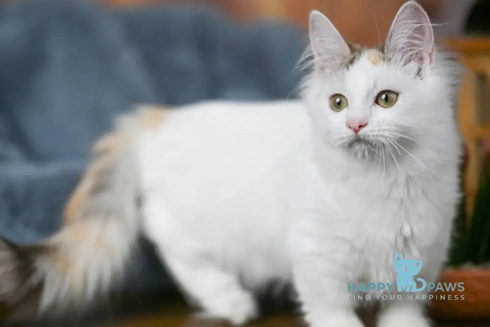 Elizabeth Munchkin female chocolate tabby bicolour live animals