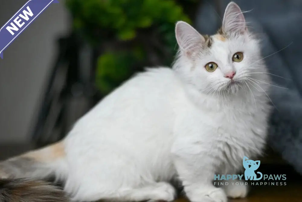 Elizabeth Munchkin female chocolate tabby bicolour live animals