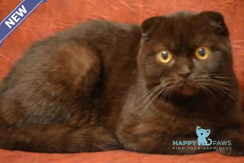 Elizar Scottish Fold male chocolate live animals