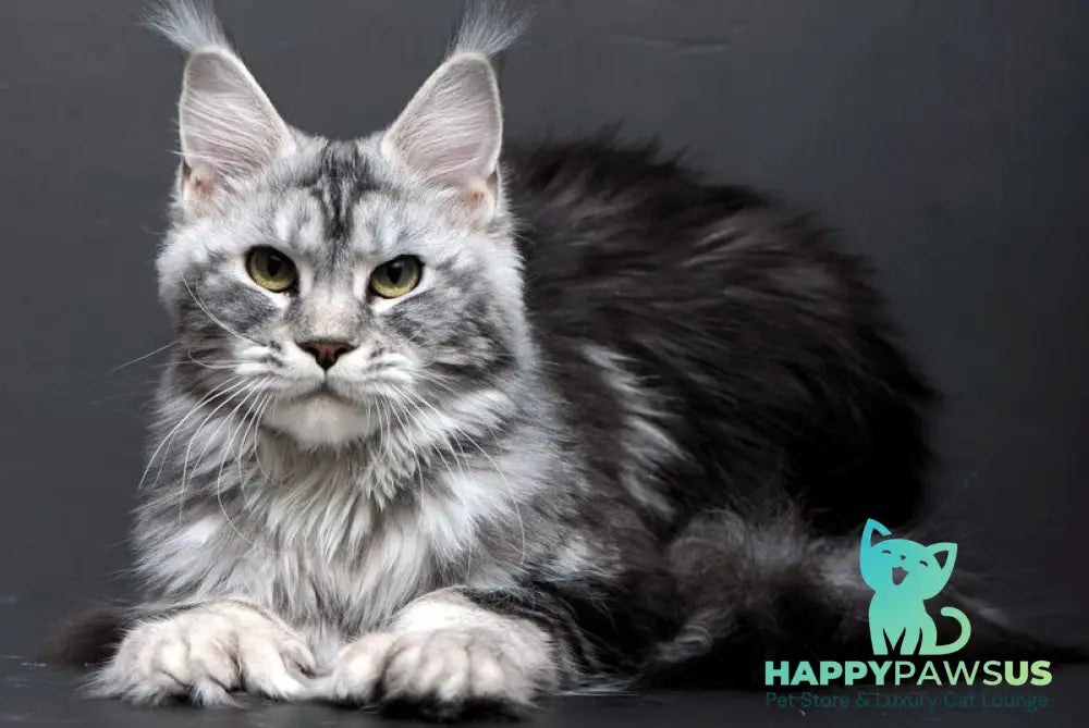 Elizaveta Maine Coon polydactyl female black silver tabby - live animals