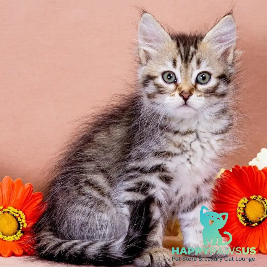 Elizaveta Siberian female black tortie spotted tabby - live animals