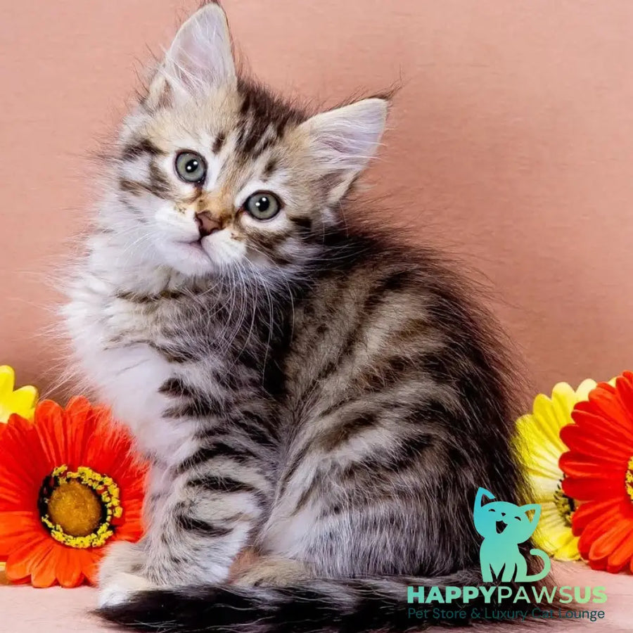Elizaveta Siberian female black tortie spotted tabby - live animals