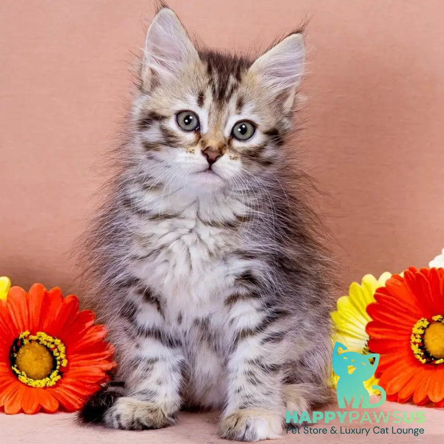 Elizaveta Siberian female black tortie spotted tabby - live animals