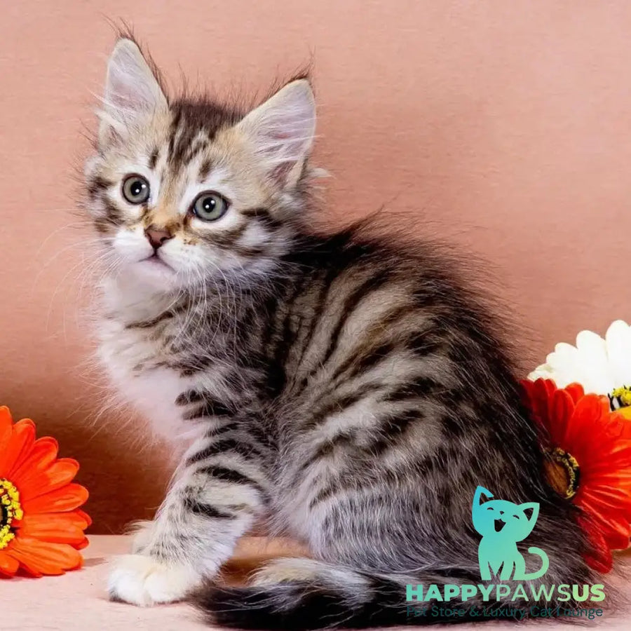 Elizaveta Siberian female black tortie spotted tabby - live animals
