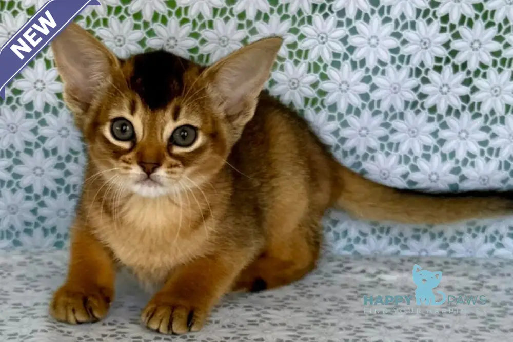 Elka Abyssinian female ruddy - live animals