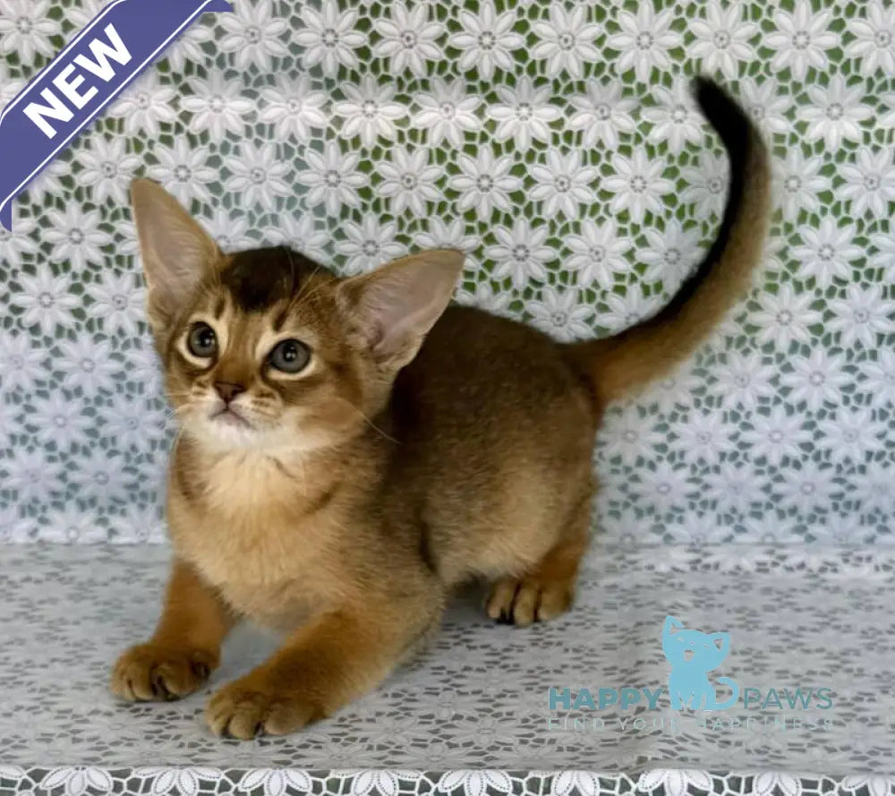 Elka Abyssinian female ruddy - live animals