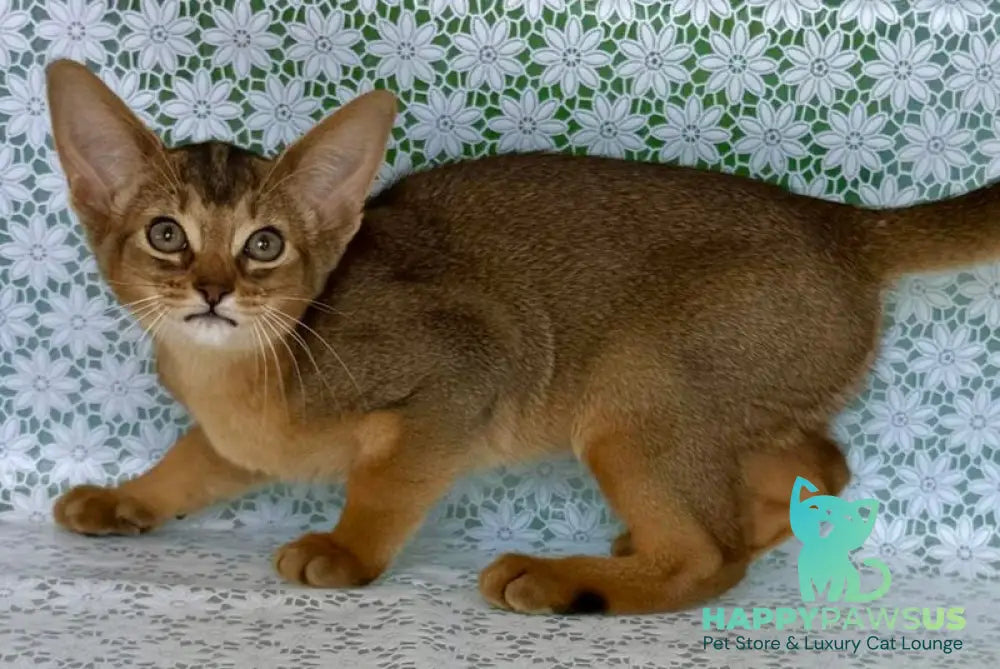 Elka Abyssinian female ruddy - live animals