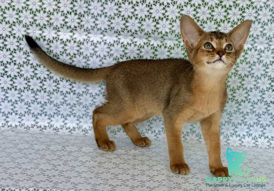 Elka Abyssinian female ruddy - live animals