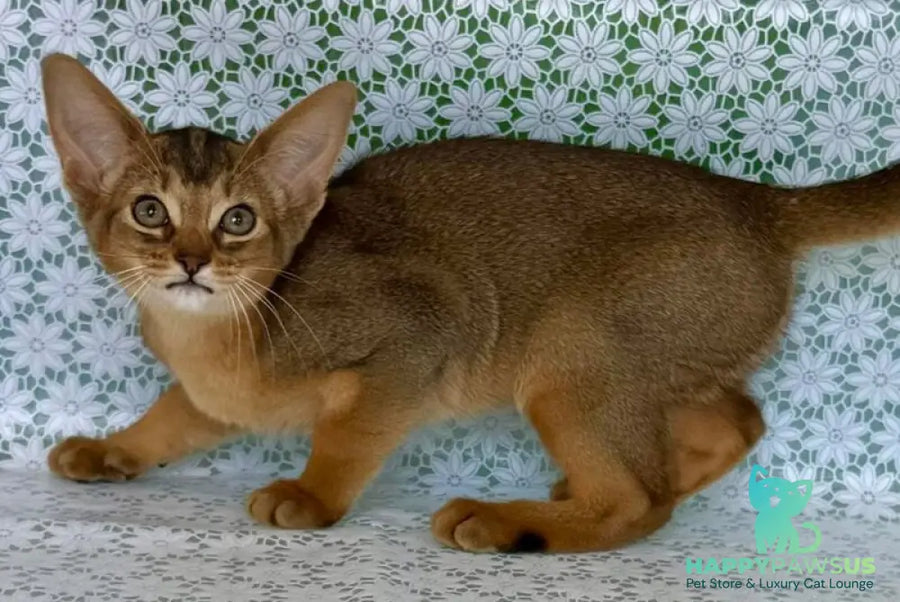 Elka Abyssinian female ruddy - live animals