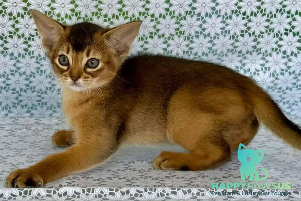 Elka Abyssinian female ruddy - live animals