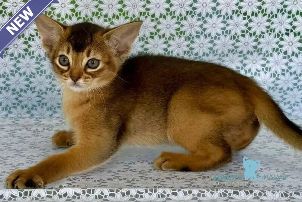Elka Abyssinian female ruddy - live animals