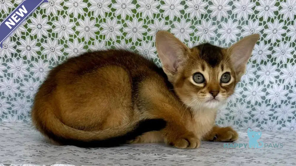 Elka Abyssinian female ruddy - live animals