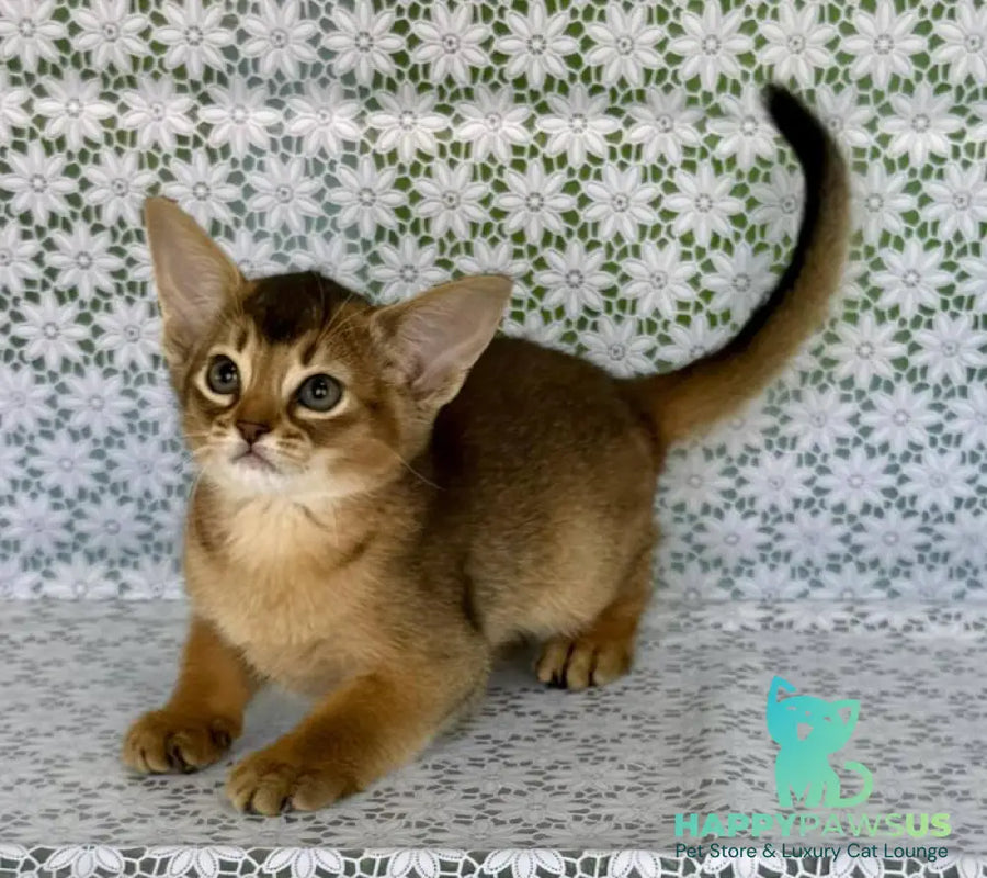 Elka Abyssinian female ruddy - live animals