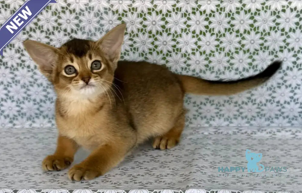 Elka Abyssinian female ruddy - live animals