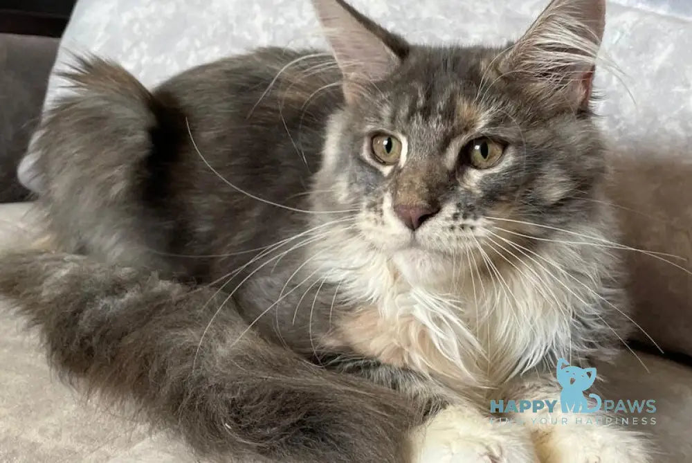 Elka Maine Coon female blue tortie silver with white tabby live animals