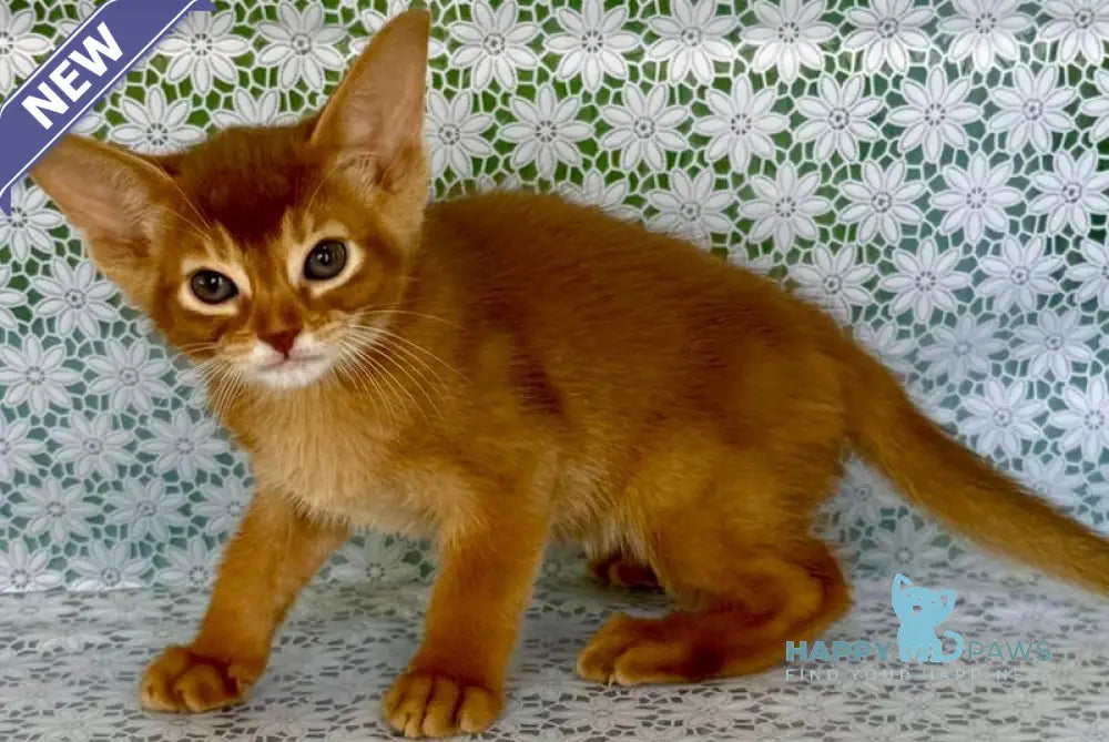 Ellada Abyssinian female sorrel - live animals