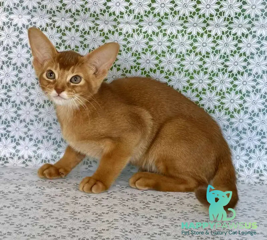 Ellada Abyssinian female sorrel - live animals