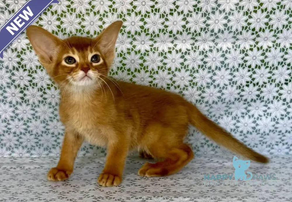 Ellada Abyssinian female sorrel - live animals