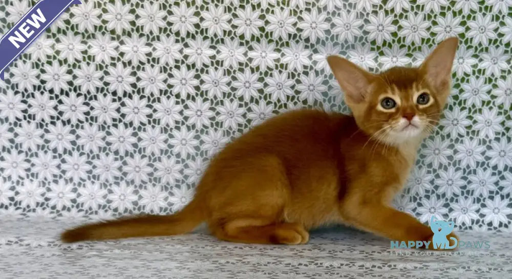 Ellada Abyssinian female sorrel - live animals