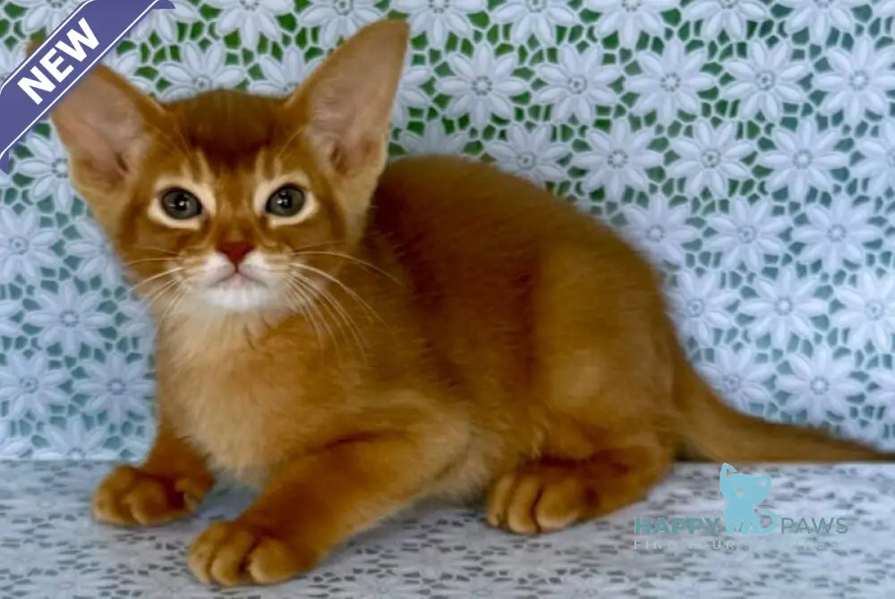 Ellada Abyssinian female sorrel - live animals