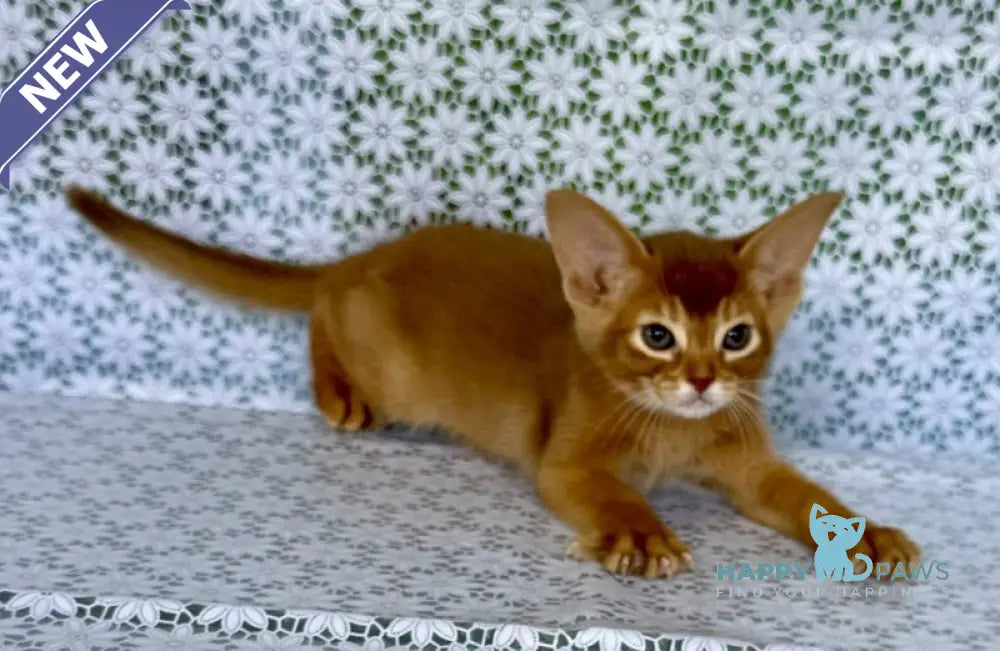 Ellada Abyssinian female sorrel - live animals