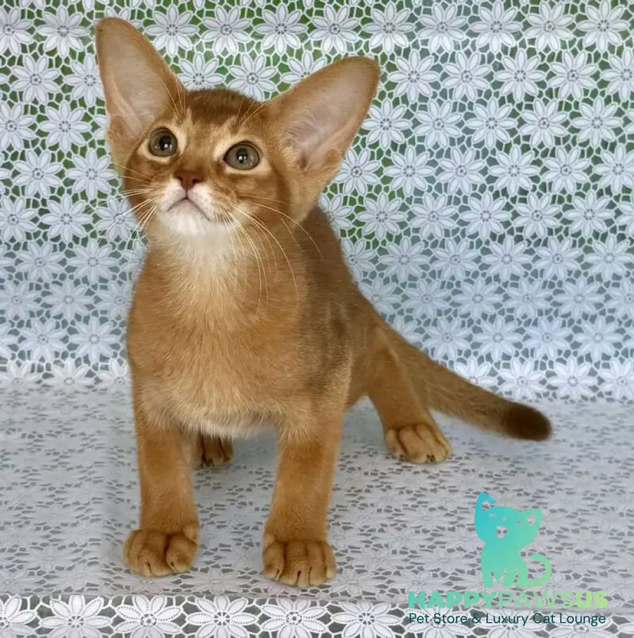 Ellada Abyssinian female sorrel - live animals