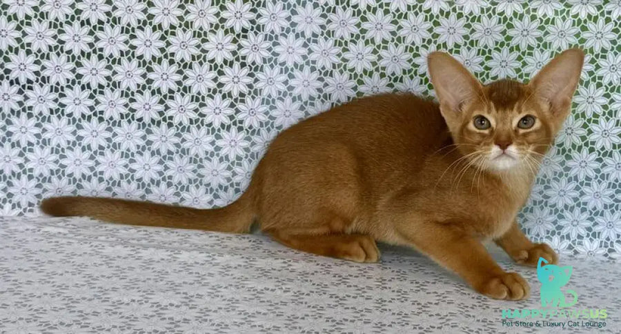 Ellada Abyssinian female sorrel - live animals