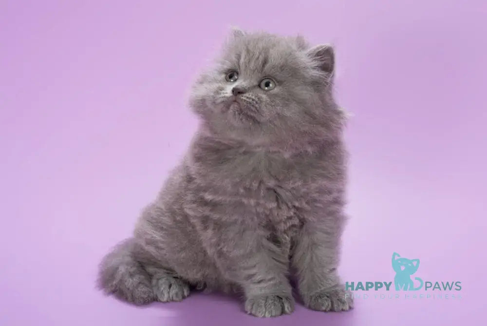 Elli British Longhair female blue live animals